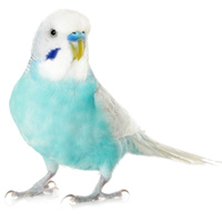 Budgie