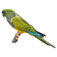 Conure Large