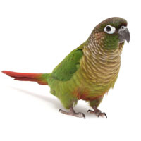 Conure Small