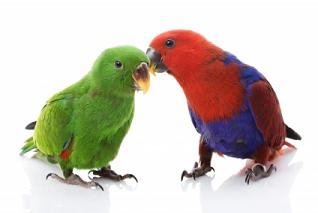 Eclectus Parrot