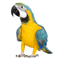 Macaw Large