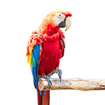 New Parrot Supplies Online Parrot Shop