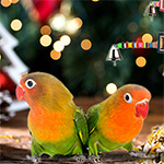 Parrot Essentials Christmas Parrot Toys & Treats