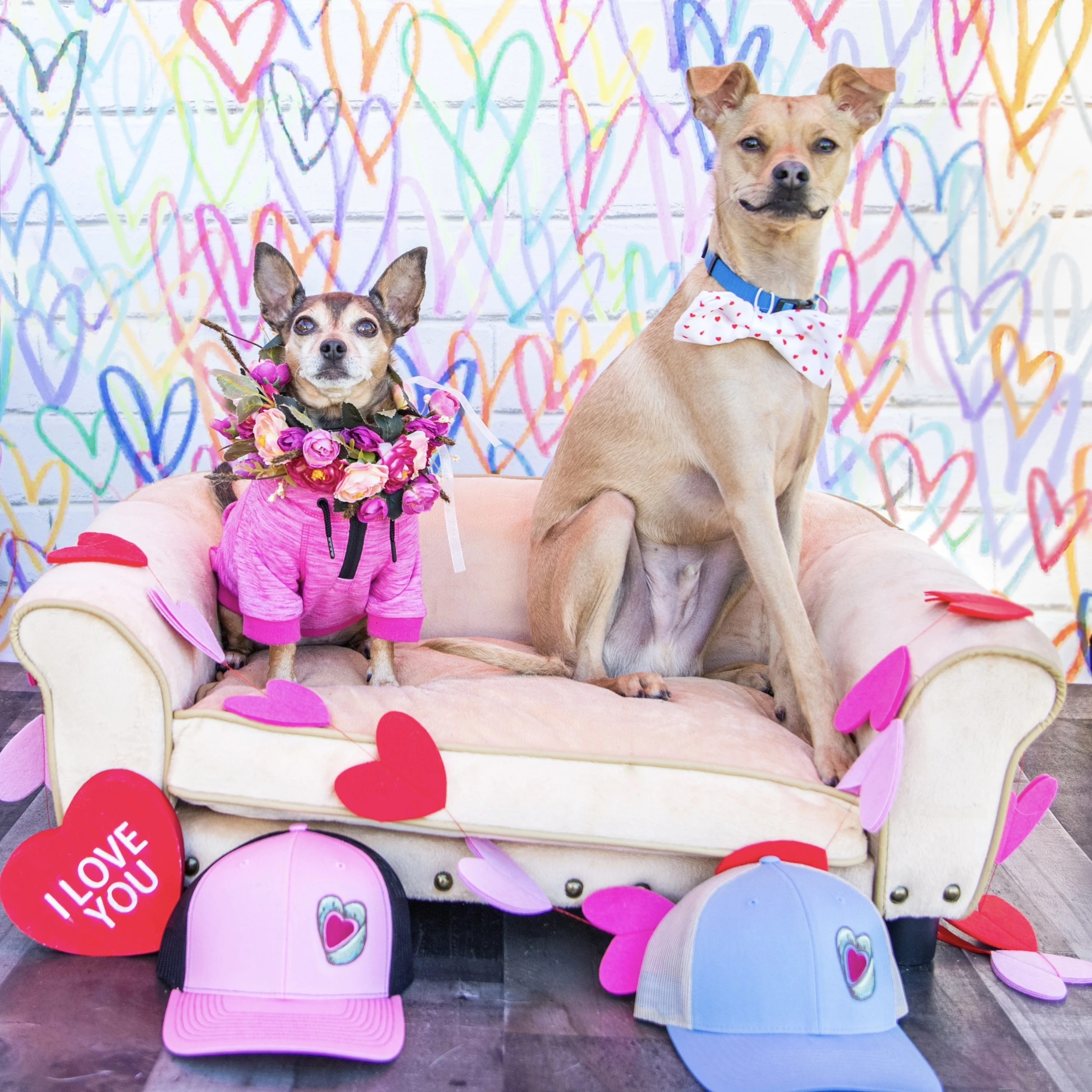 Bakery dogs Pualani and Hank Aaron sitting on a chair in front of a colorful heart backdrop