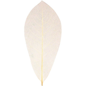ZART NATURAL SKELETON LEAVES Beige Pack of 100