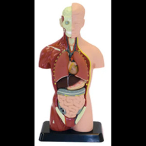 Human Anatomy Model - 27cm - 8 Pieces