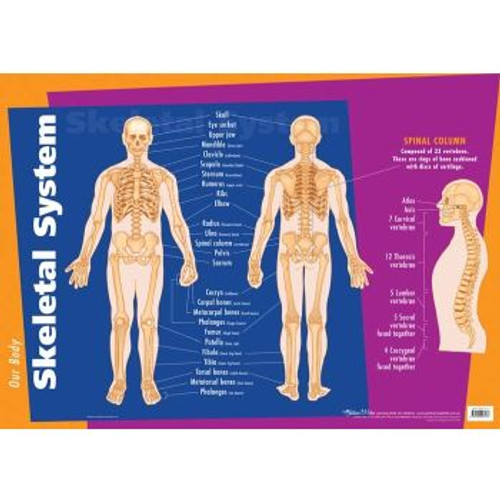 SKELETAL SYSTEM WALL CHART *** While Stocks Last ***