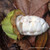 Half-cut Cacao fruit with beans covered in white pulp