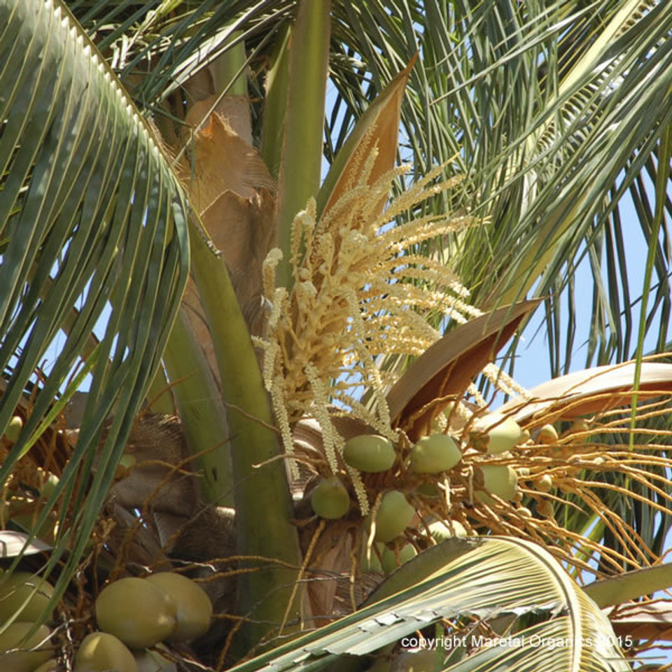 coconut nectar syrup