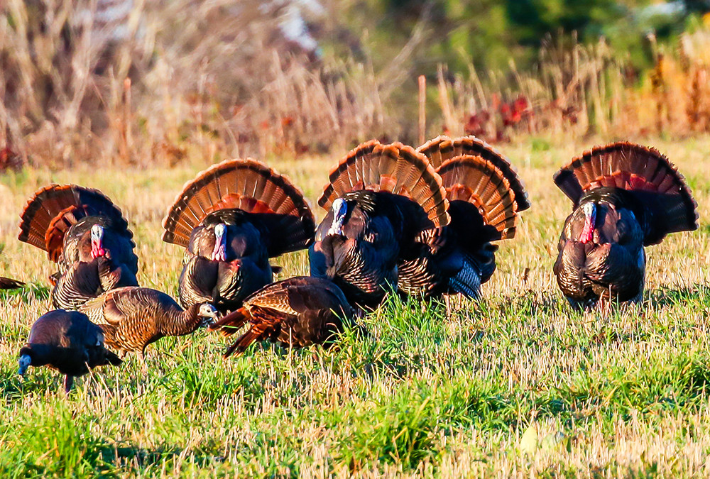 THE GRAND GOBBLERS OF NORTH AMERICA: A LOOK AT DIFFERENT TURKEY SPECIES