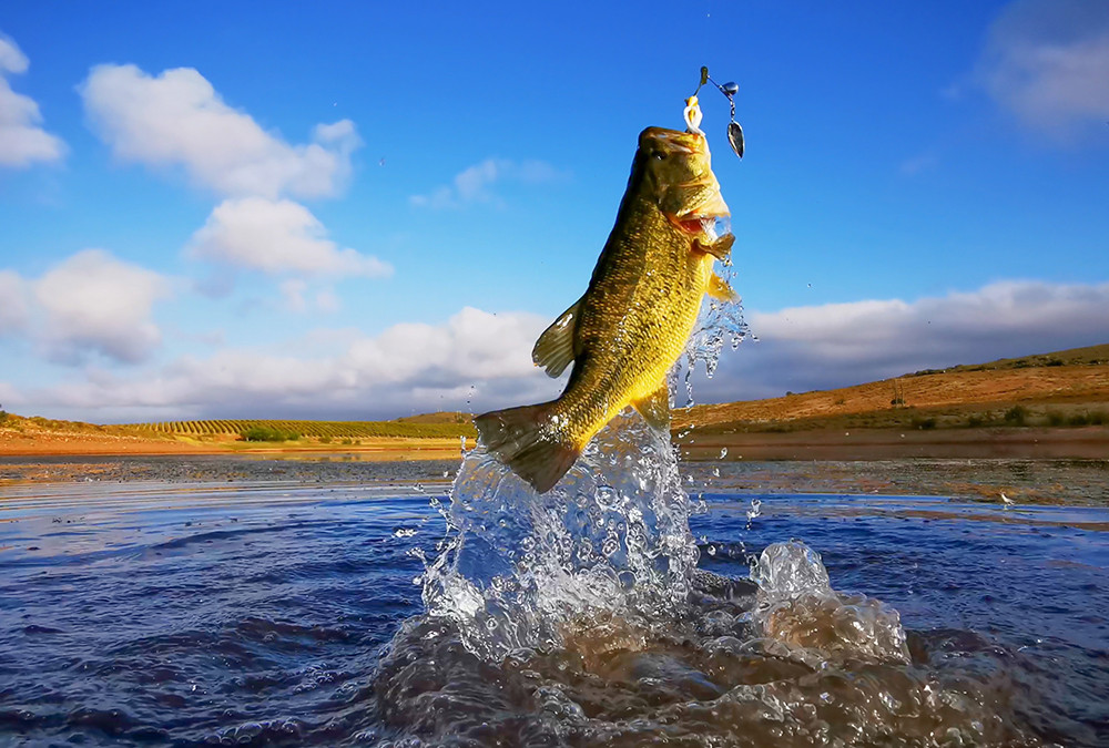 NAVIGATING NORTH AMERICA'S BASS SPECIES: A FISHERMAN'S GUIDE