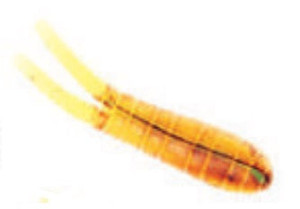 Betts Spin 1/32 Value Pack Grub Orange Craw Glitter Betts Spin 1/32 Value Pack Grub Orange Craw Glitter