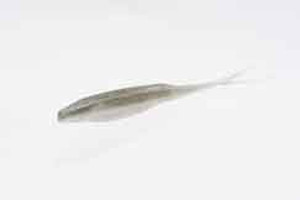 Zoom Super Fluke 5.25" 10/bag Smokin Shad Zoom Super Fluke 5.25" 10/bag Smokin Shad