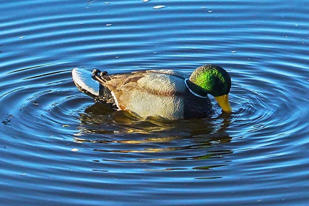 Mojo Outdoors HW2443 RipplerMallard Drake Species Multi Color Plastic