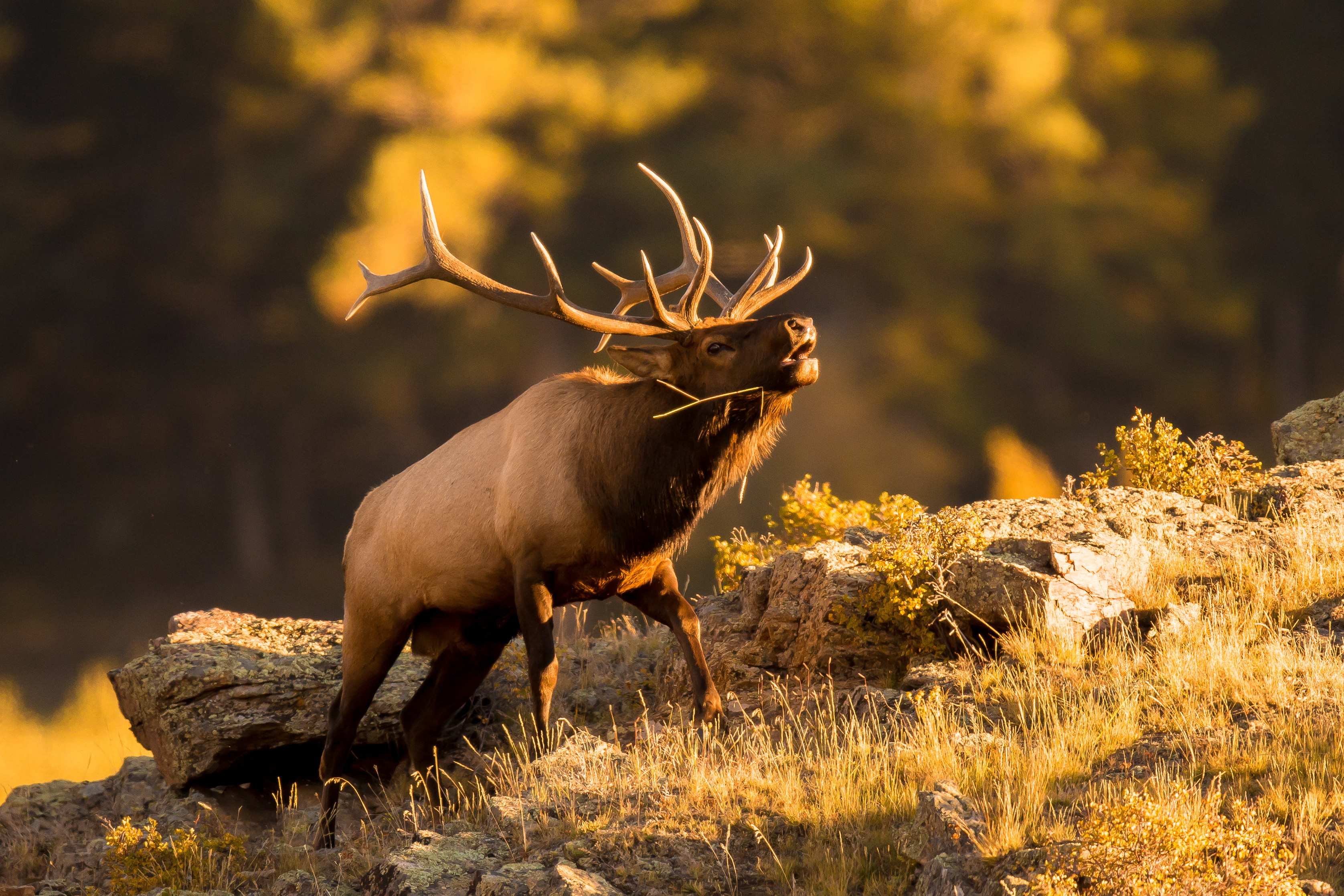 STATE WILDLIFE AGENCIES