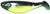 Mister Twister Tri Alive Shad 3"Bullfrog Mister Twister Tri Alive Shad 3"Bullfrog
