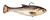 Z-MAN Shadtron LT4.5in. Slow Sink Gizzard Shad