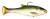 Z-MAN Shadtron LT4.5in. Slow Sink Blueback Herring