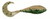 Bass A Curly Shad 2in 10ct Rainbow Trout
