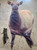 Montana Decoy Co Estrus Betty Decoy
