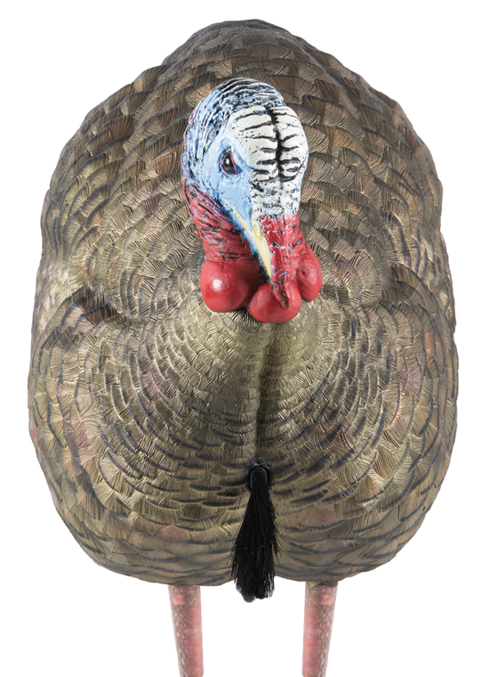 Avian X AVXAVX8012 LCD Half-Strut Jake Turkey Species Multi Color Dura-Rubber