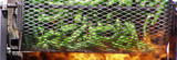 2021 Season has begun: the Green Chile is Roasting 2021 Season has begun: the Green Chile is Roasting