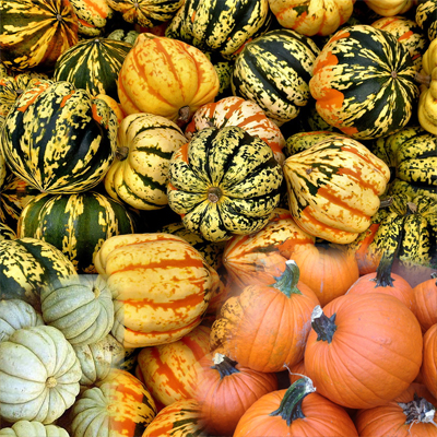 fancypumpkins.jpg