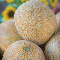 melon.jpg
