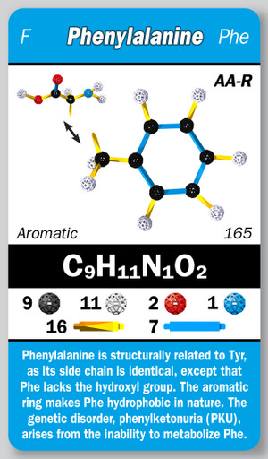 The amino acid phenylalinine in the Zometool Biochemistry cards.