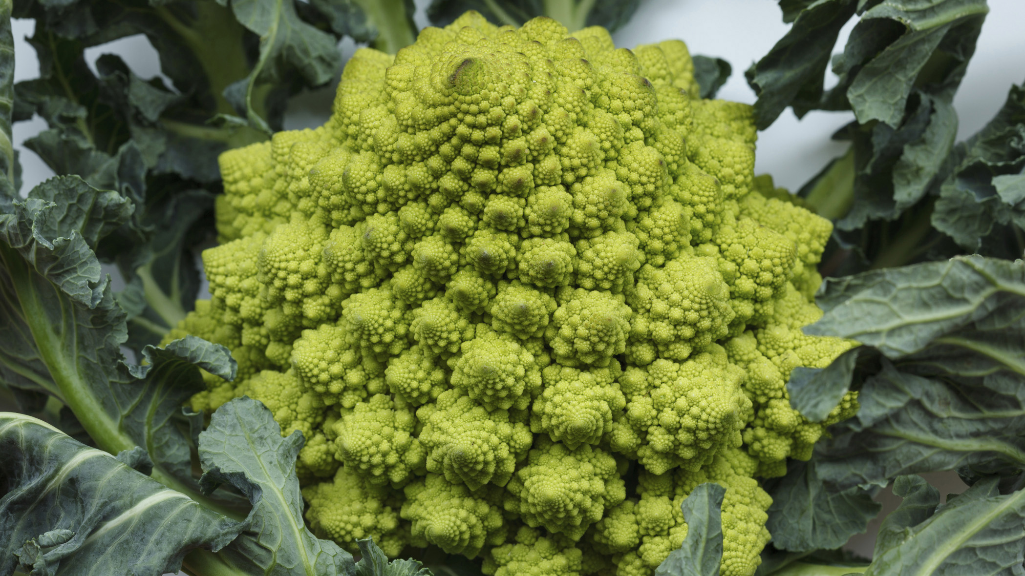 broccoflower.jpg