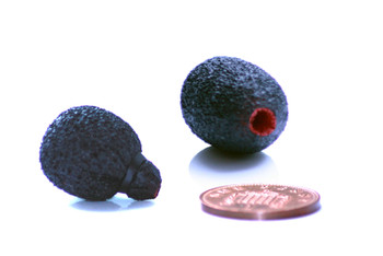 105525, 105526 Neoprene Coated Lavalier Foams