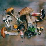 Immune Support (part two): Mushroom Compounds