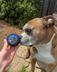 Aromatherapy for Dogs