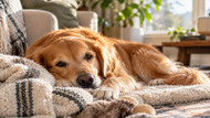 Aromatherapy for Dogs: Safety & Natural Pet Care