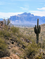Desert Roots & Plant Medicine: A Journey to Apache Junction