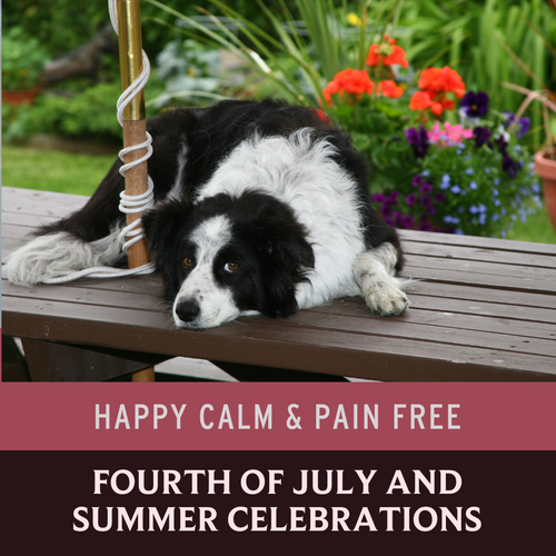 Soothing Summer Festivities: Managing Anxiety and Stress in Dogs 