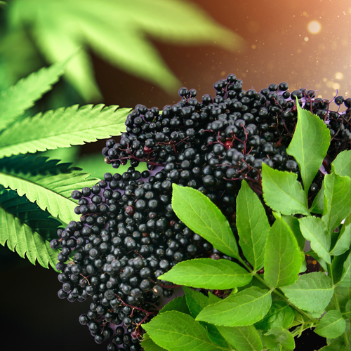 Immune Support (part one): Elderberry with a CBD Twist