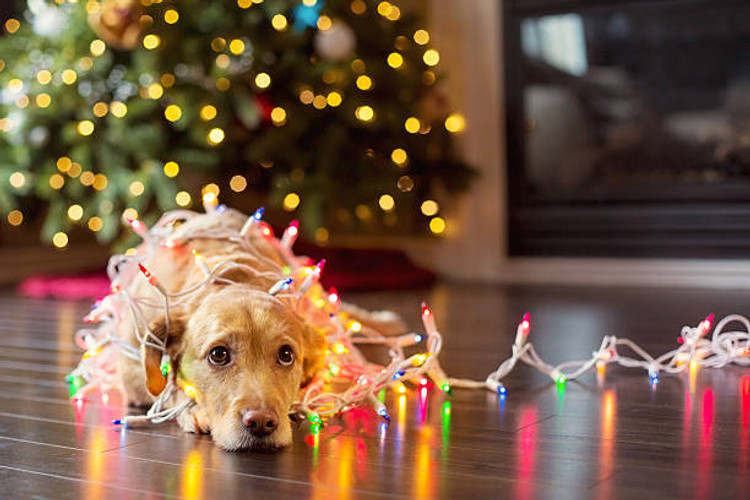 Soothing Holiday Stress with Your Dog
