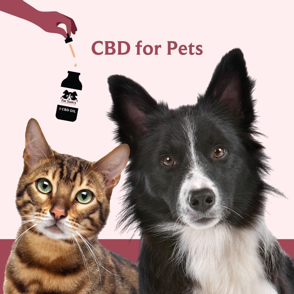 cbd-for-pets-enhancing-the-wellbeing-of-your-furry-friends-with-fat-sam-s-for-pets.jpg