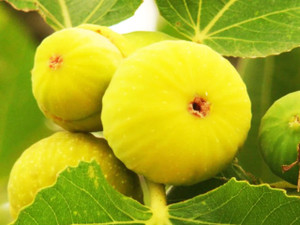 1800 G FIGS 1800 G FIGS