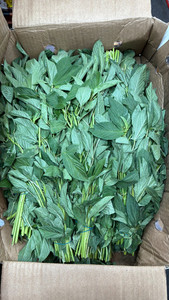 FESH BOX MOLOKIA 15 PUNCHES FESH BOX MOLOKIA 15 PUNCHES