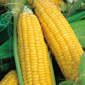 1 Fresh SWEET CORN 1 Fresh SWEET CORN