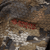 {"colorName":"Optifade Waterfowl Timber","colorCode":"TM","number":"09","isModel":false}