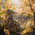 {"colorName":"Optifade Subalpine","colorCode":"SA","number":"31","isModel":false}