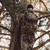 {"colorName":"Optifade Subalpine","colorCode":"SA","number":"31","isModel":false}