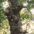 {"colorName":"Optifade Subalpine","colorCode":"SA","number":"31","isModel":false}