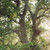 {"colorName":"Optifade Subalpine","colorCode":"SA","number":"32","isModel":false}