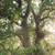 {"colorName":"Optifade Subalpine","colorCode":"SA","number":"32","isModel":false}