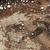 {"colorName":"Optifade Waterfowl Marsh","colorCode":"WL","number":"11","isModel":false}
