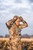 {"colorName":"Optifade Waterfowl Marsh","colorCode":"WL","number":"32","isModel":false}